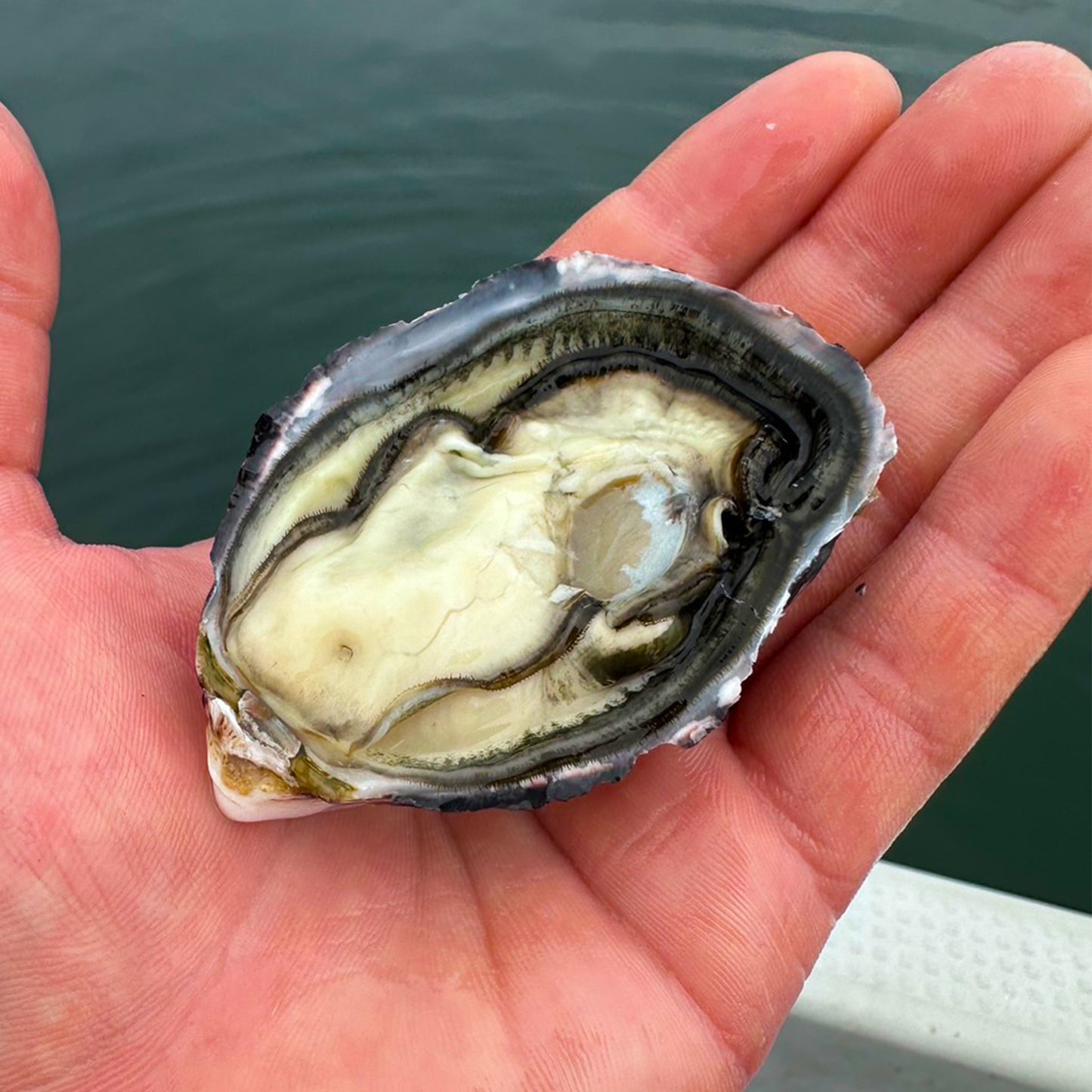 かき男爵(生食殻付き牡蠣)