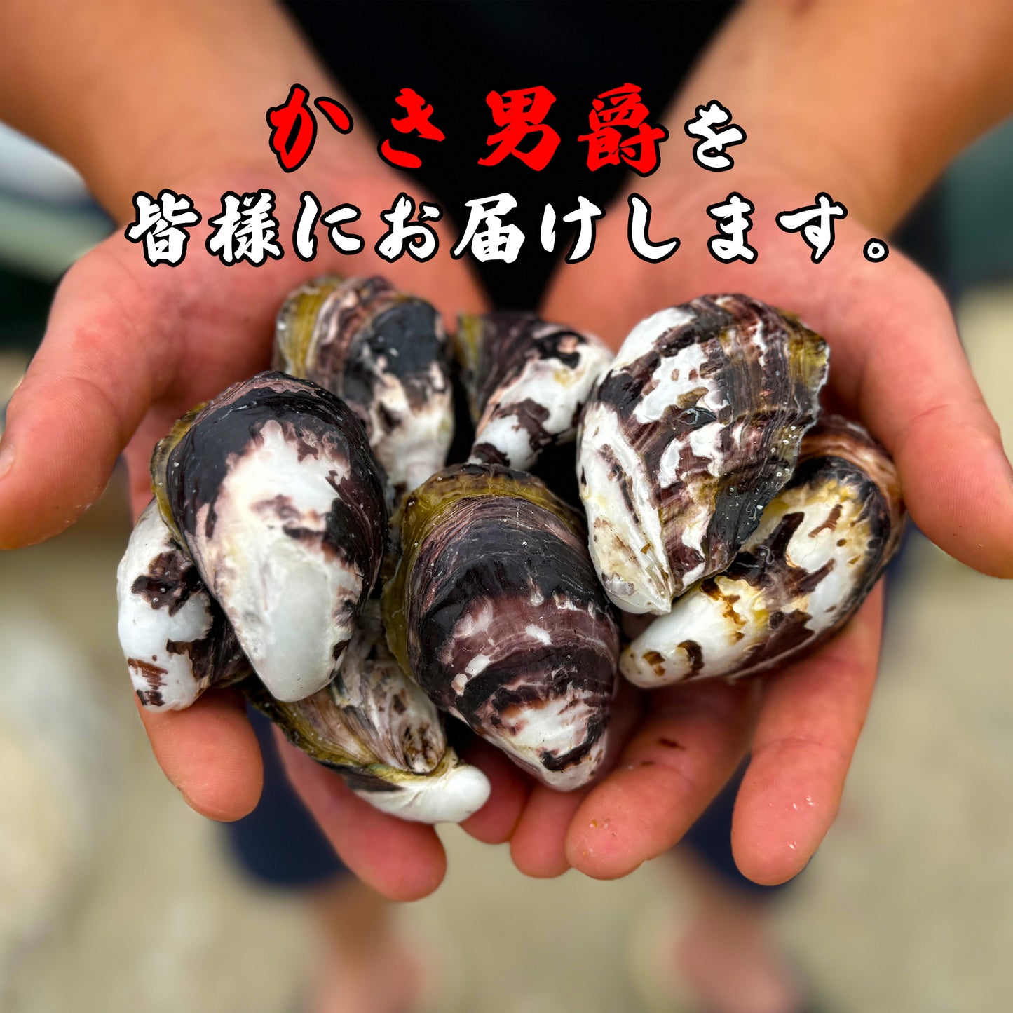 かき男爵(生食殻付き牡蠣)