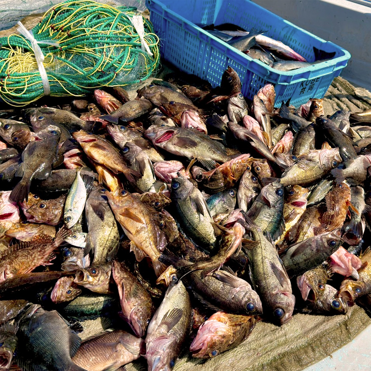 はまゆうおまかせ【鮮魚BOX】