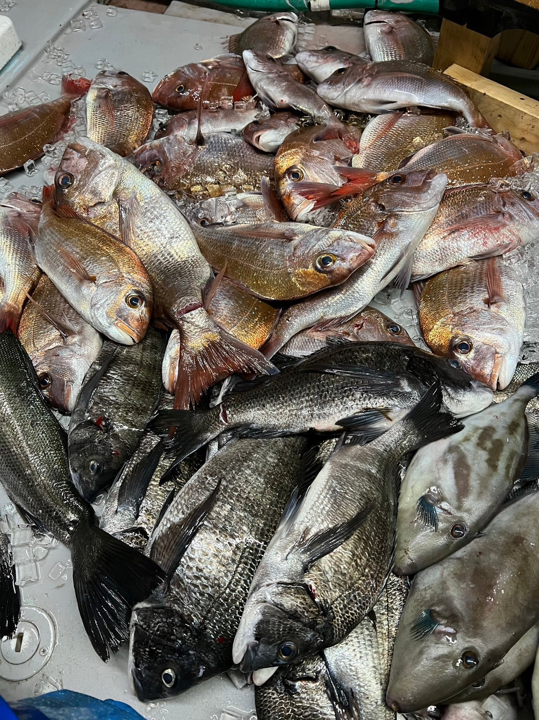 はまゆうおまかせ【鮮魚BOX】